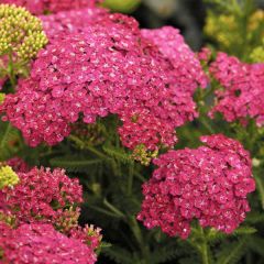 Krwawnik 'Cerise Queen' - Achillea Cerise Queen